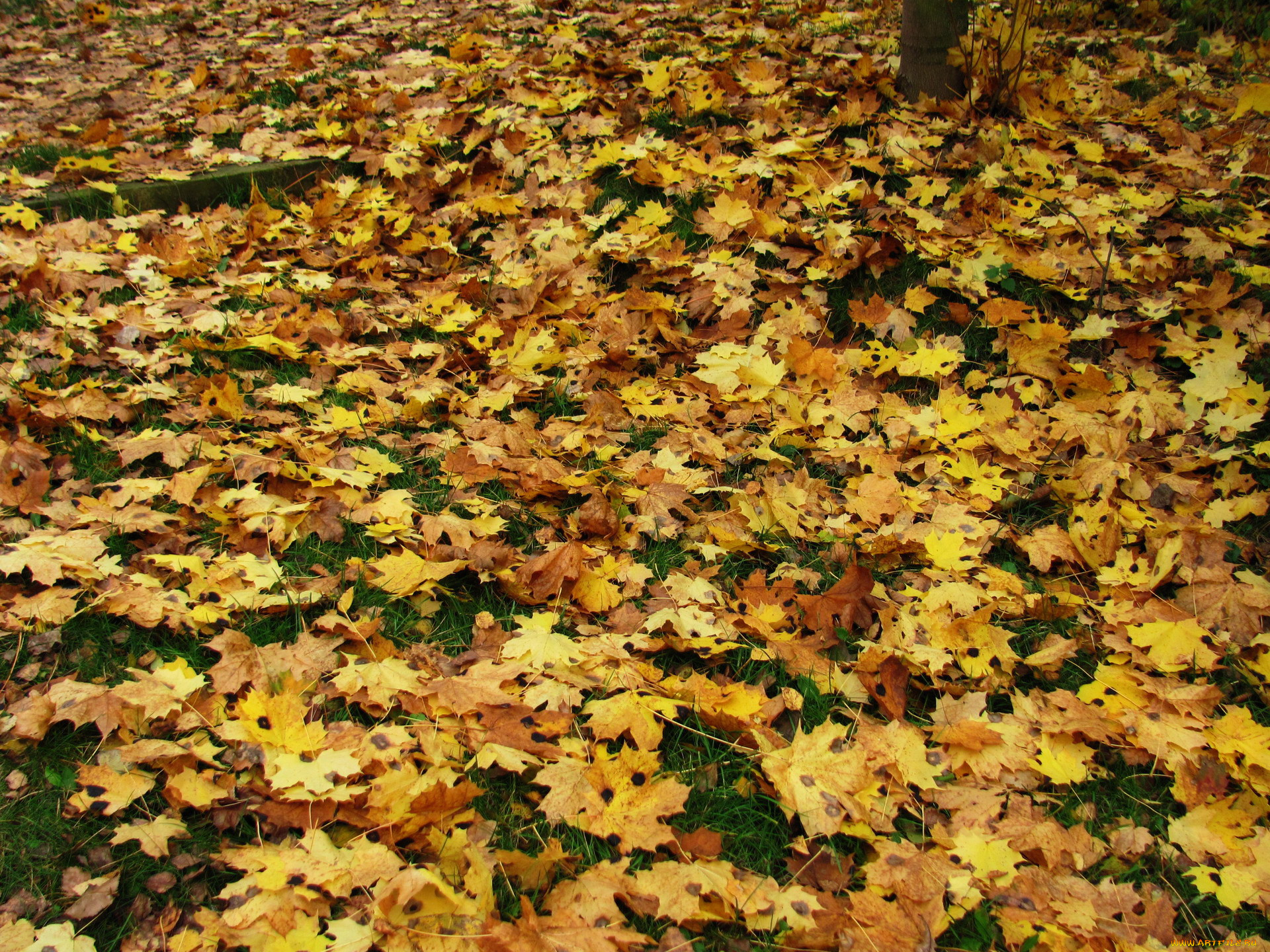 Осень листопад. Осенний листопад фактор. Осенний листопад предложения